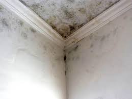 Best Black Mold Removal  in Tahoma, CA