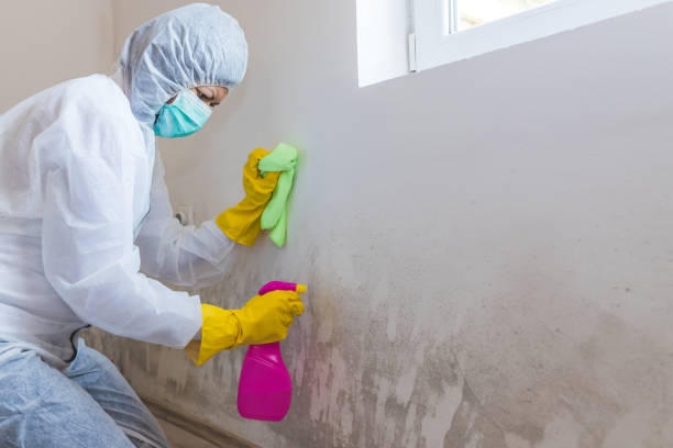 Best Basement Mold Removal  in Tahoma, CA